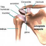 Epaule-Anatomie