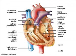 coeur1