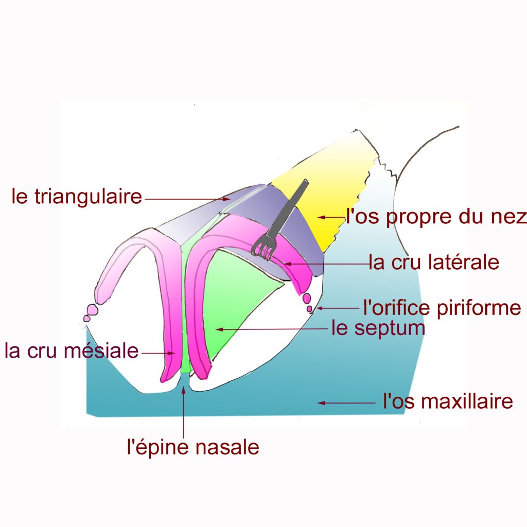 Anatomie du nez et des sinus Les Hôpitaux Privés Rennais SaintGrégoire