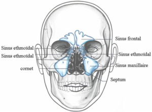 Anatomie et physiologie des fosses nasales et des sinus